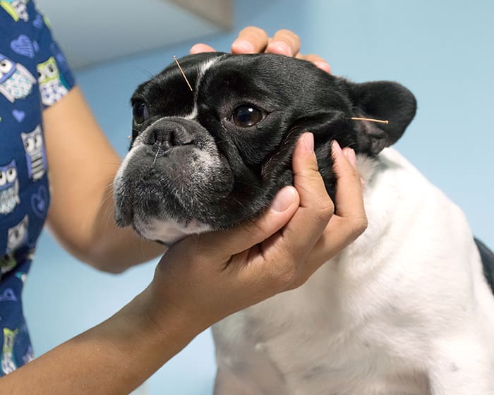Dog Acupuncture in Franklin
